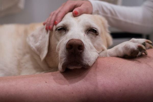 MCT for dog MCT powder