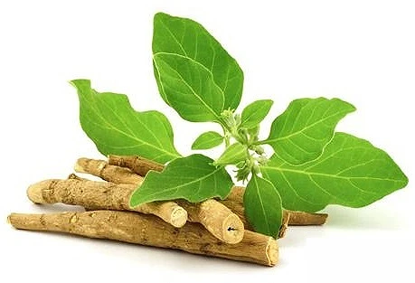 Fermented Ashwagandha Extract Powder