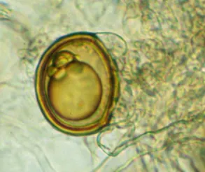 product-293-246 product-293-246